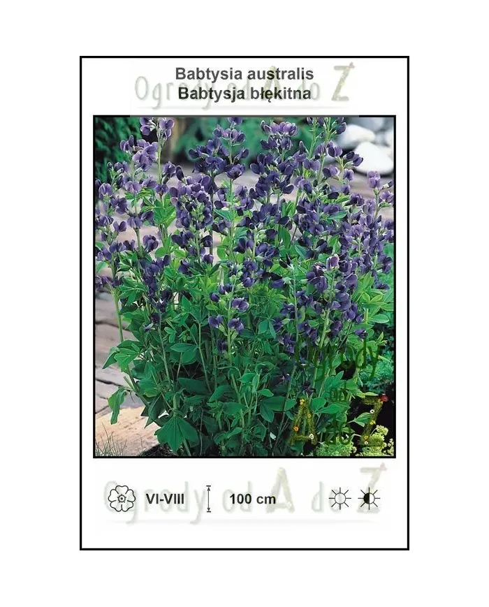 Babtysia-australis.jpg