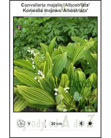 Convallaria-majalis-Albostriata.jpg