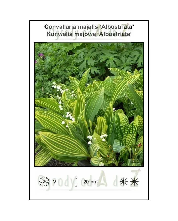 Convallaria-majalis-Albostriata.jpg