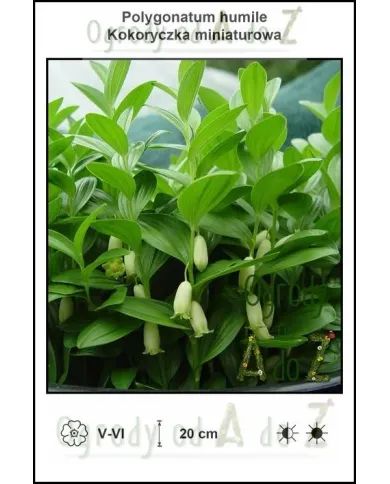 Polygonatum-humile.jpg