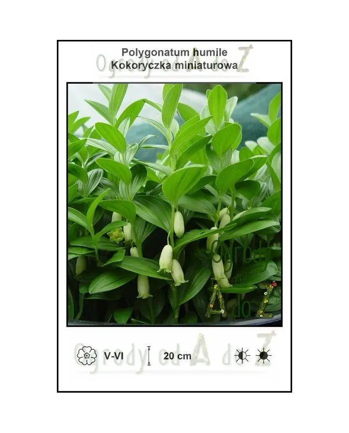 Polygonatum-humile.jpg
