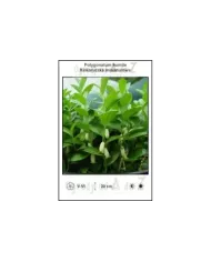 Polygonatum-humile.jpg