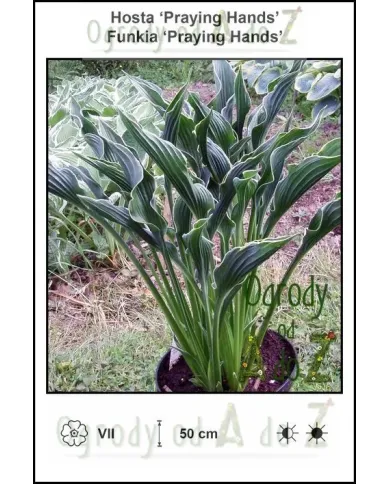 Hosta-Praying-Hands.jpg