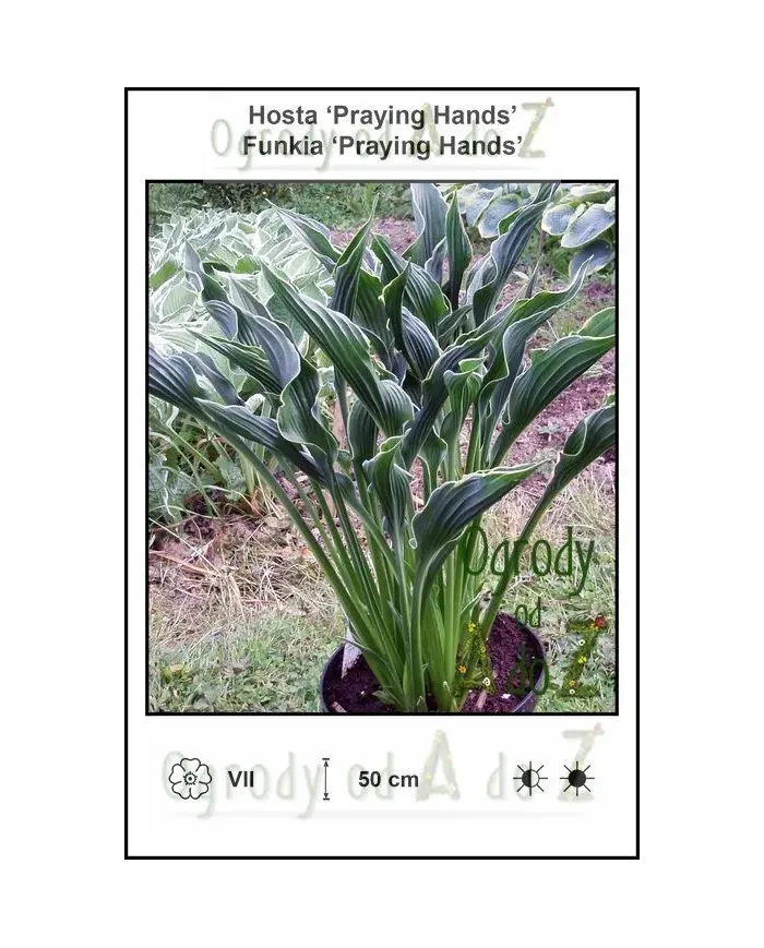 Hosta-Praying-Hands.jpg