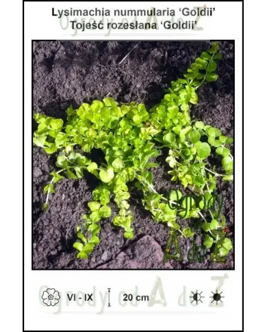 Lysimachia-nummularia-Goldii.jpg