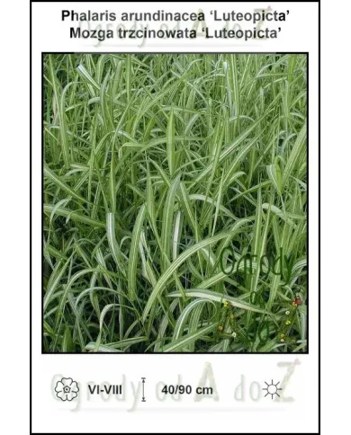 Phalaris-arundinacea-Luteopicta.jpg