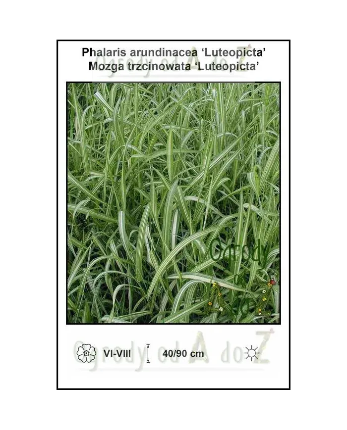 Phalaris-arundinacea-Luteopicta.jpg