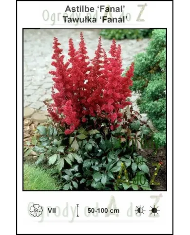 Astilbe-Fanal.jpg