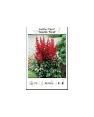 Astilbe-Fanal.jpg