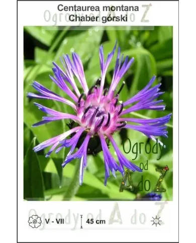 Centaurea-montana.jpg