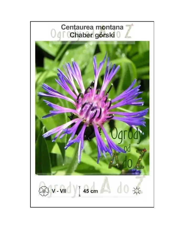 Centaurea-montana.jpg