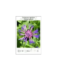 Centaurea-montana.jpg