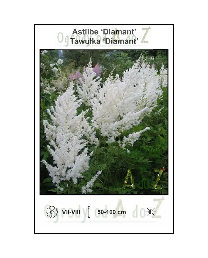 Astilbe-Diamant.jpg