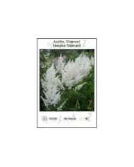 Astilbe-Diamant.jpg
