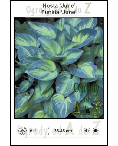Hosta-June.jpg