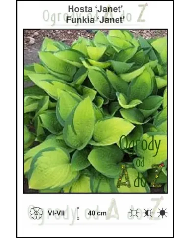 Hosta-Janet.jpg
