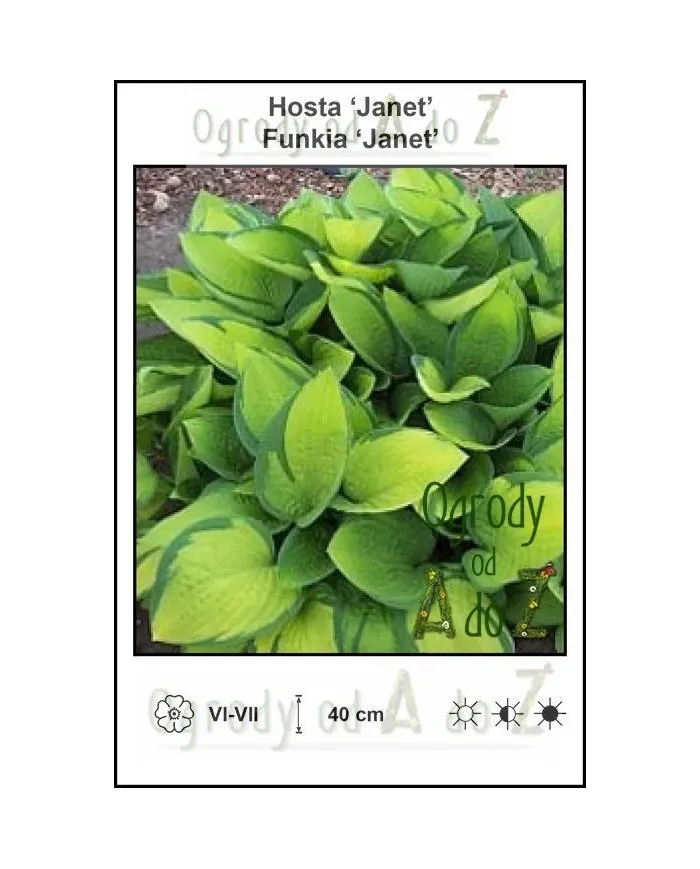 Hosta-Janet.jpg