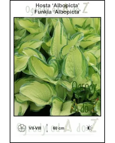 Hosta-Albopicta.jpg