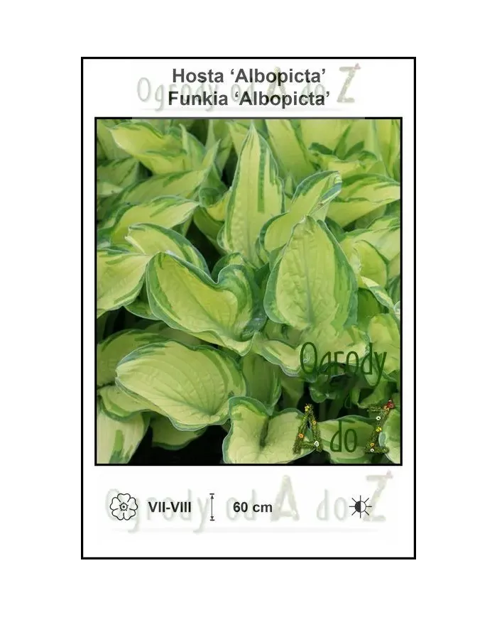 Hosta-Albopicta.jpg