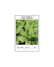 Hosta-Albopicta.jpg