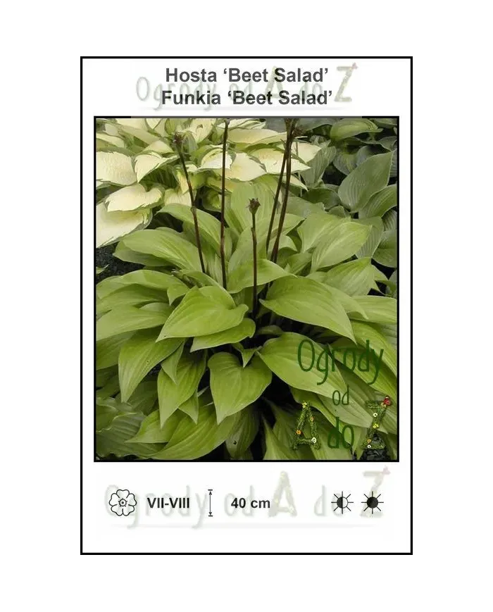 Hosta-Beet-Salad.jpg