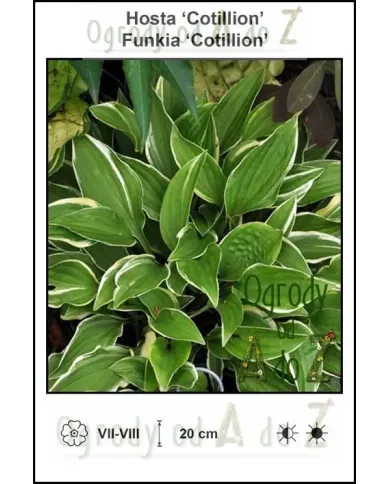 Hosta-Cotillion.jpg