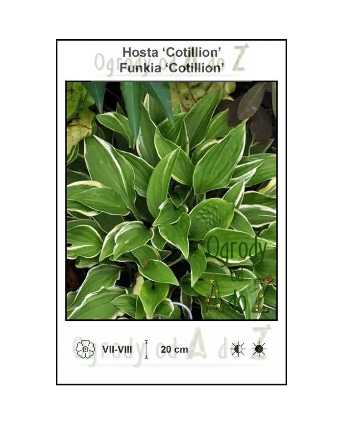 Hosta-Cotillion.jpg