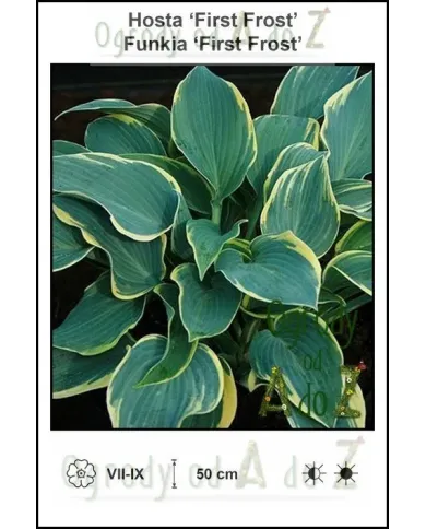 Hosta-First-Frost.jpg