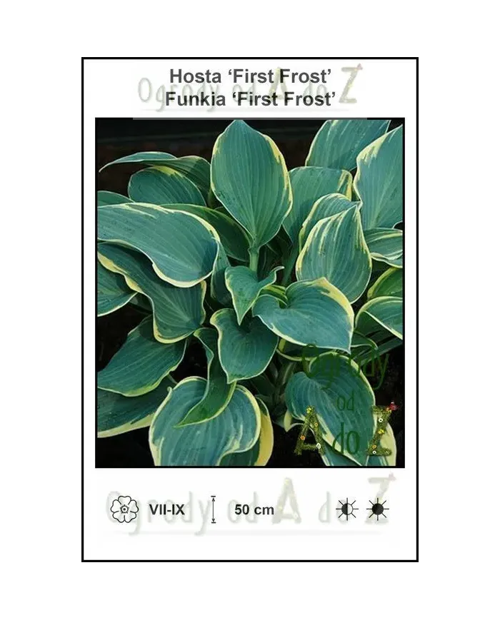 Hosta-First-Frost.jpg
