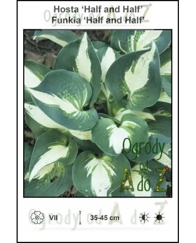 Hosta-Half-and-Half.jpg