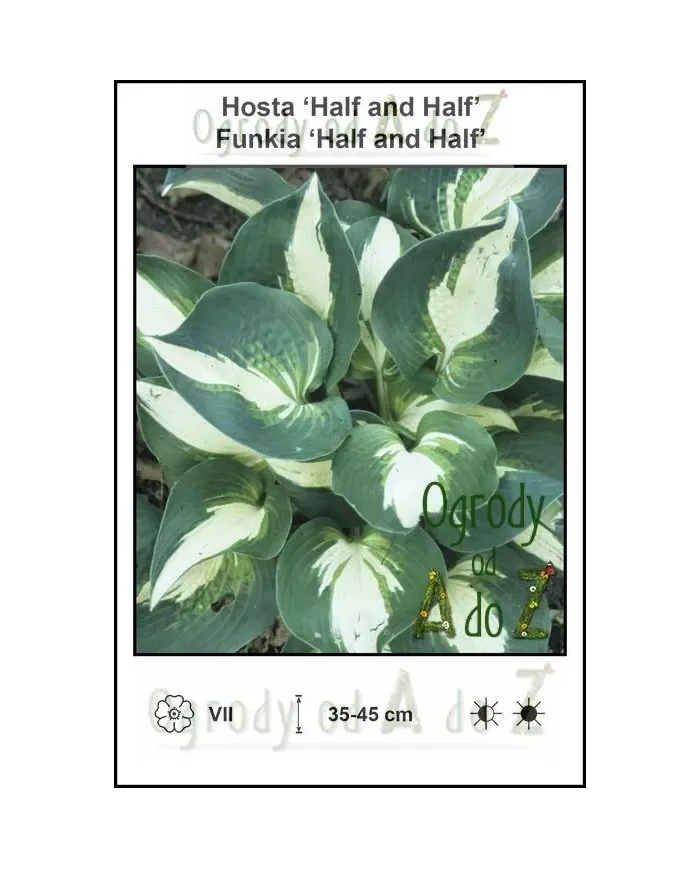 Hosta-Half-and-Half.jpg