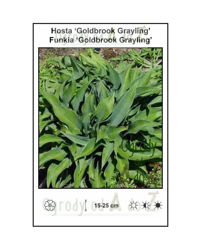 Hosta-Goldbrook-Grayling.jpg