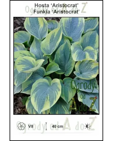 Hosta-Aristocrat.jpg