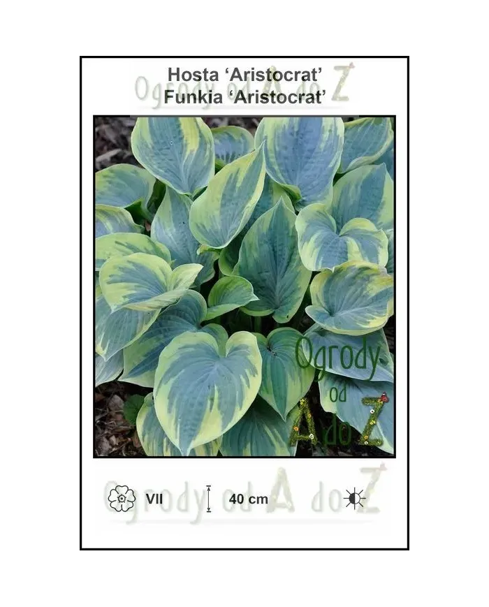 Hosta-Aristocrat.jpg