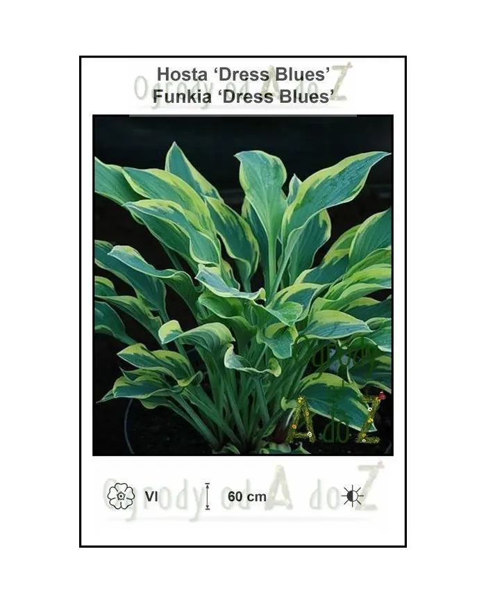Hosta-Dress-Blues.jpg