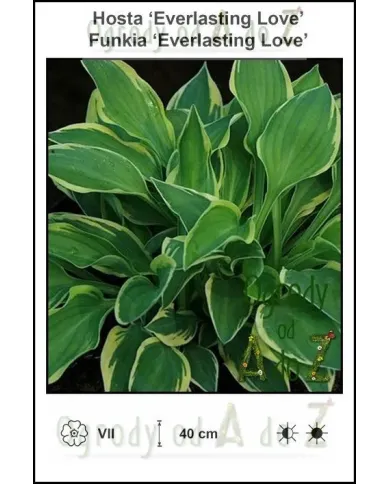 Hosta-Everlasting-Love.jpg