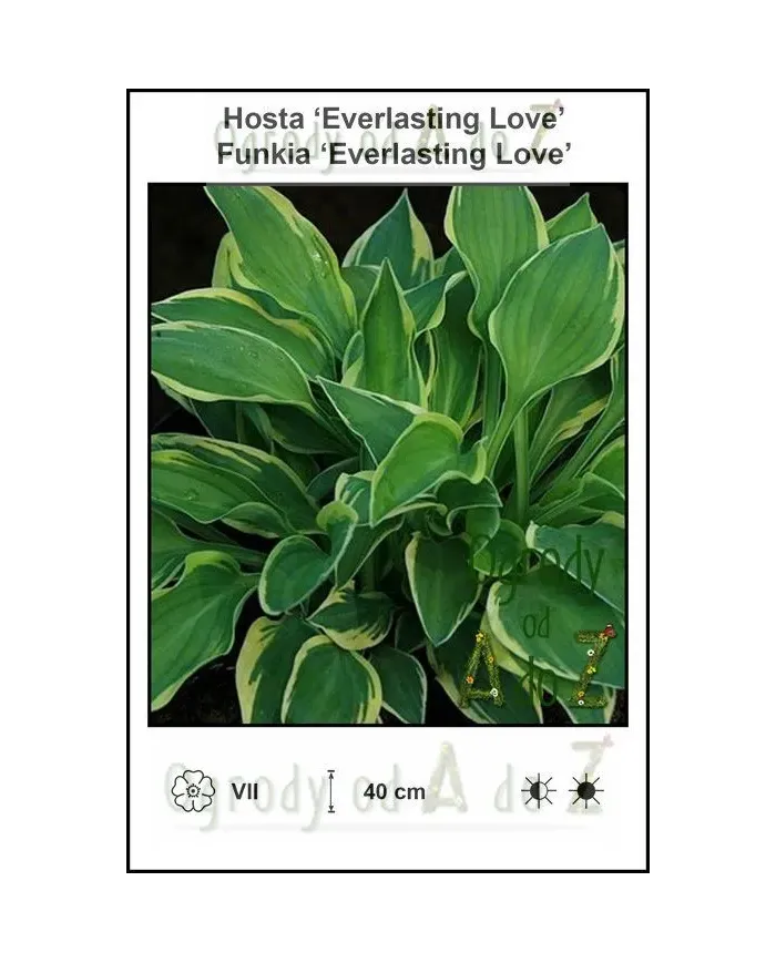 Hosta-Everlasting-Love.jpg