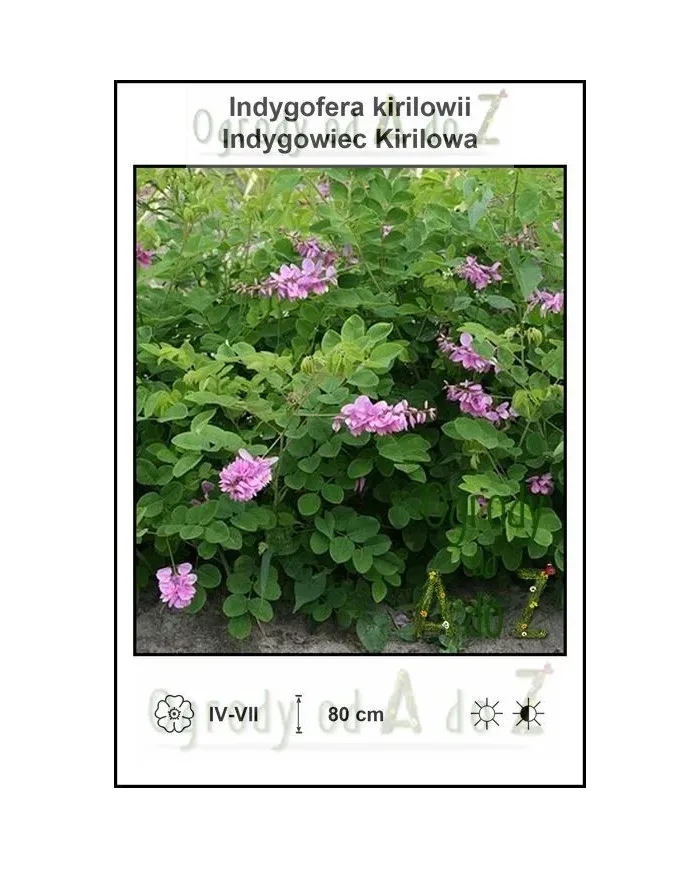 Indygofera-kirilowii.jpg