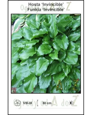 Hosta-Invincible.jpg