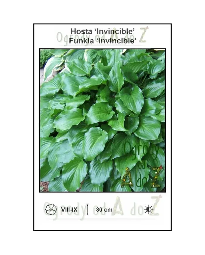 Hosta-Invincible.jpg
