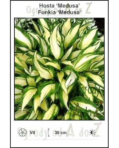 Hosta-Medusa.jpg