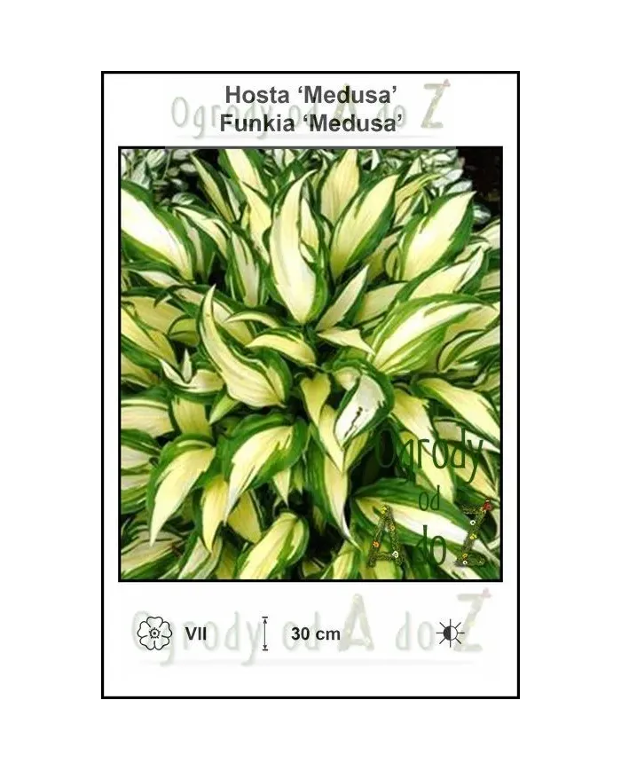 Hosta-Medusa.jpg