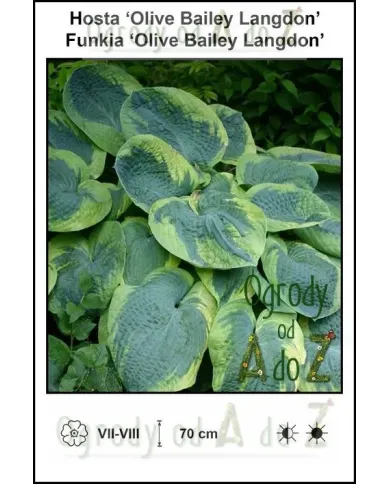 Hosta-Olive-Bailey-Langdon.jpg