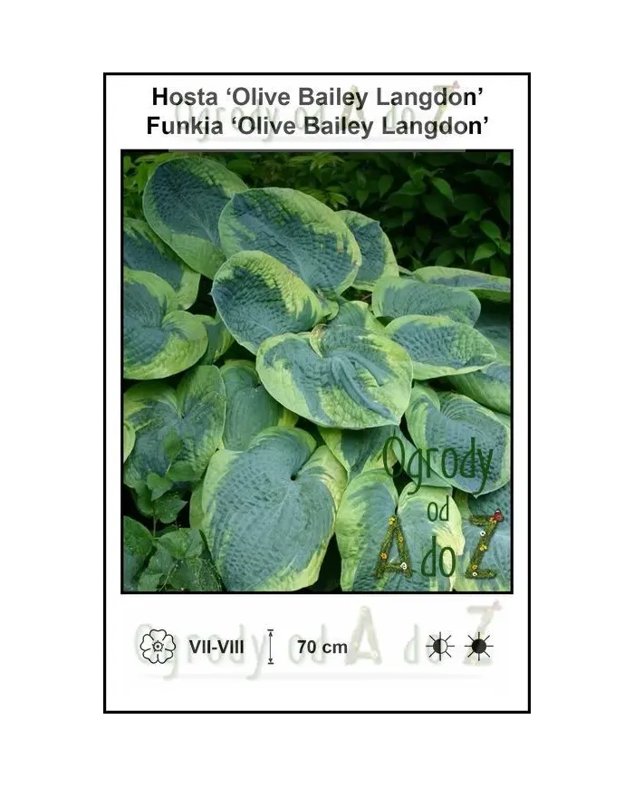 Hosta-Olive-Bailey-Langdon.jpg
