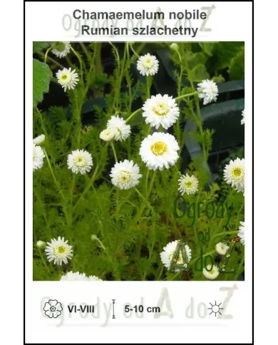 Chamaemelum-nobile.jpg