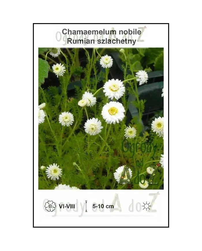 Chamaemelum-nobile.jpg