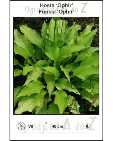 Hosta-Ophir.jpg