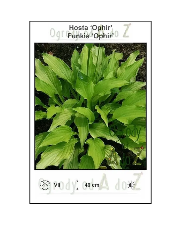 Hosta-Ophir.jpg