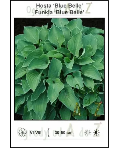Hosta-Blue-Belle.jpg