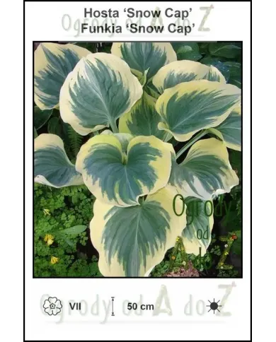 Hosta-Snow-Cap.jpg